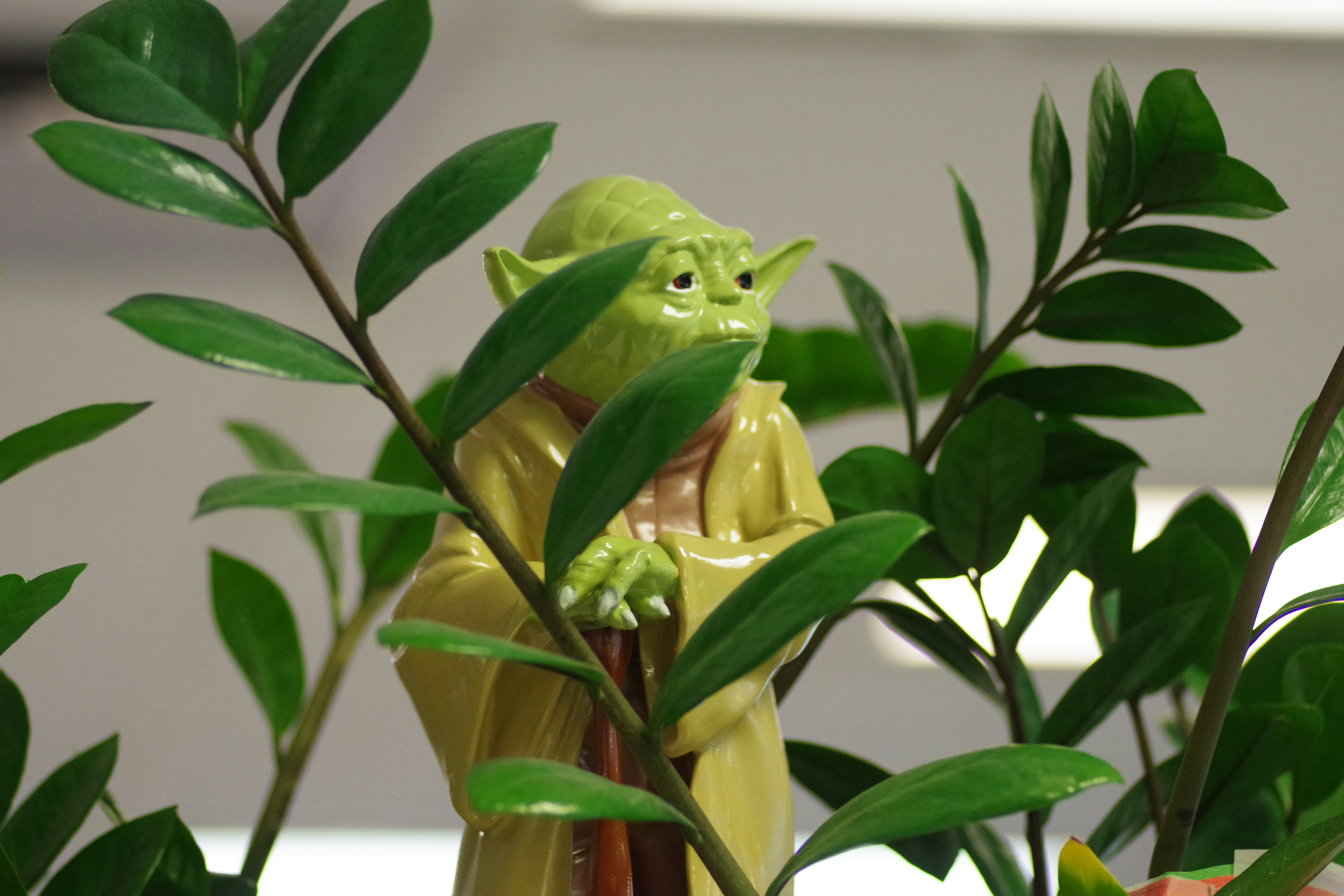 yoda surrounded by ZZ plants